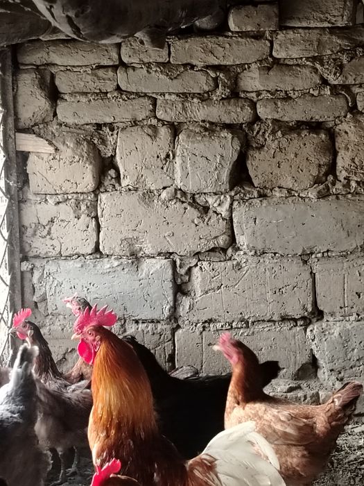 Xuro'z sotildi chiroyli katta 2 ta 350
