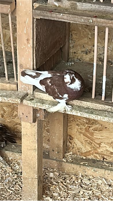 Porumbei diferite rase