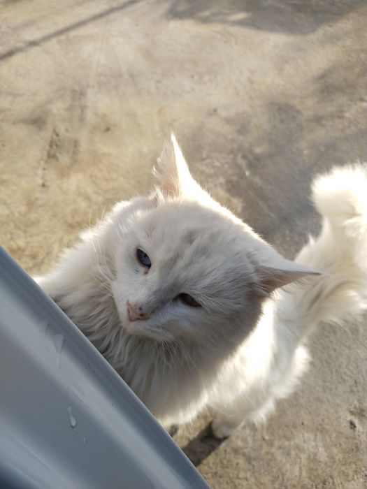 Прадаётся кошка два года