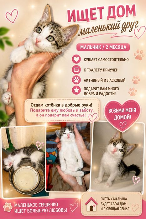 Срочно Отдам котёнка в добрые руки