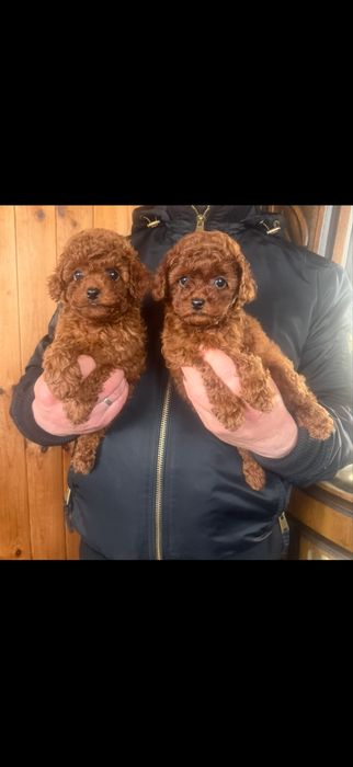 Toy poodle mini