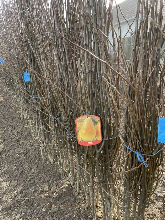 Pomi fructiferi Pepiniera Rad Dumitru