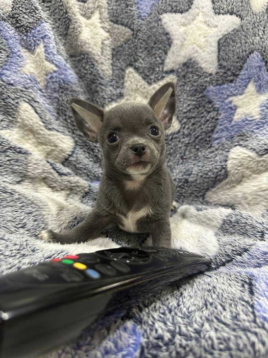 Предлагается к продаже мальчик Чихуахуа лилового окраса