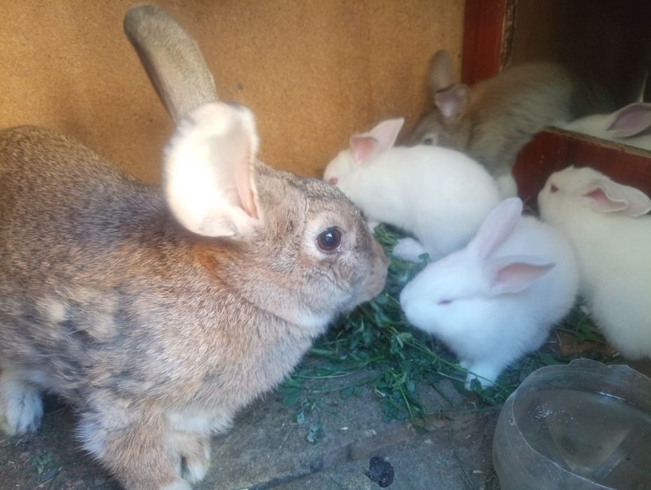 Қойан  қойан  қойан