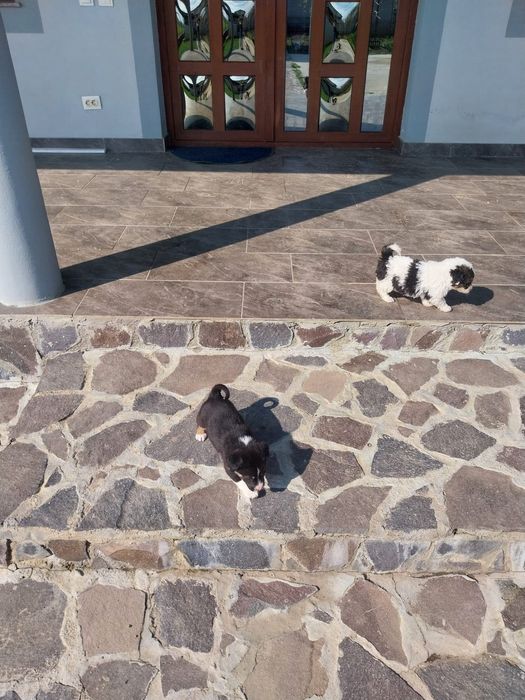 Donez cățeluși de 6 saptamani