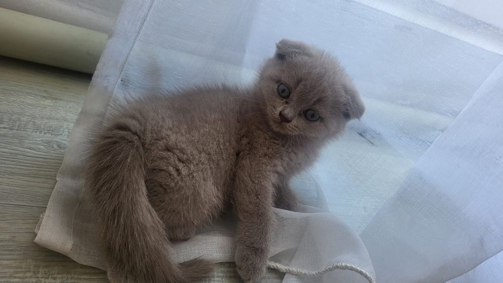 британские котята