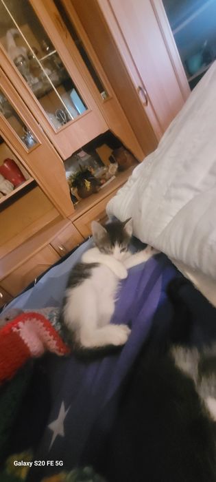 Ofer spre adoptie 4 pui pisica de 8 saptamini!