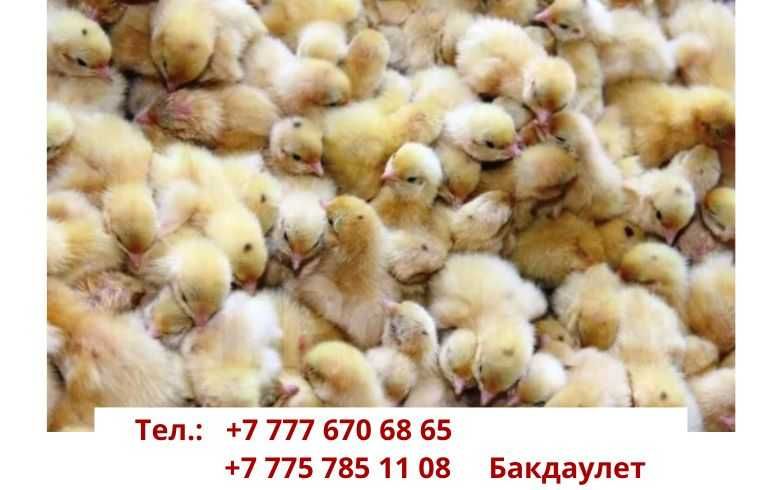 Суточные перепела пород  техас, Суточный балапан техас 200 тг