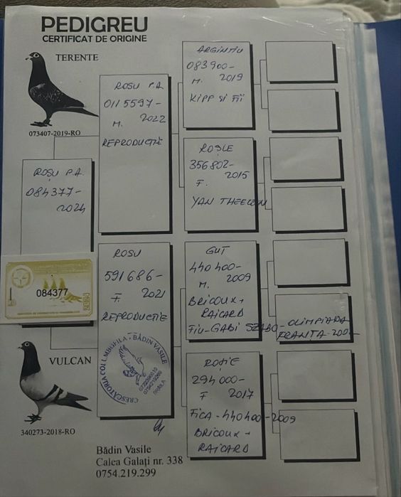 Disponibili porumbei fond - maraton
