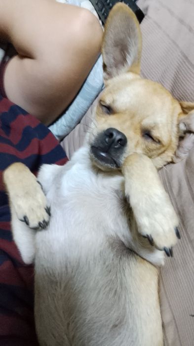 вязка чихуахуа девочка ищем кабеля