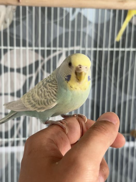 Пара волнистые попугаи