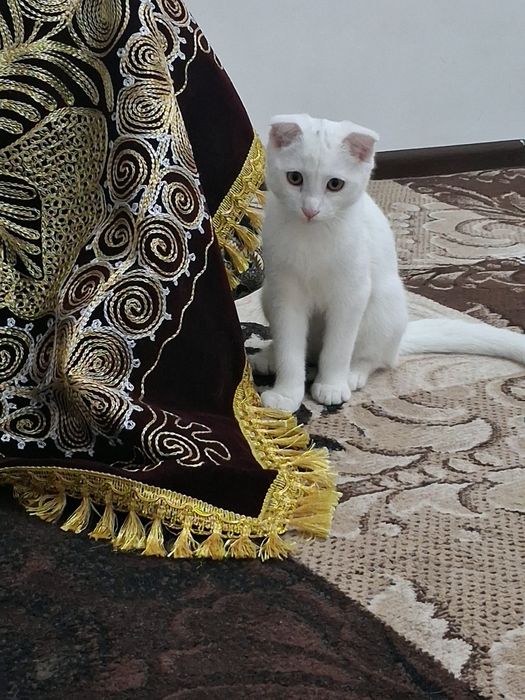 Sogʻligi yaxshi latok biladi