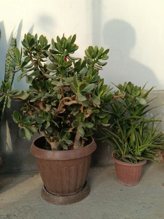 Продаются комнатные растения