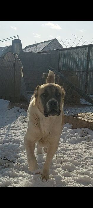 Пропала собака(Алабай, девочка)