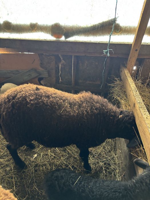 Vând 3 oi de un an cu miei lângă ele