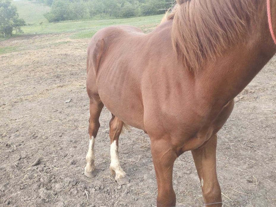 Mânz de vânzare preț privat