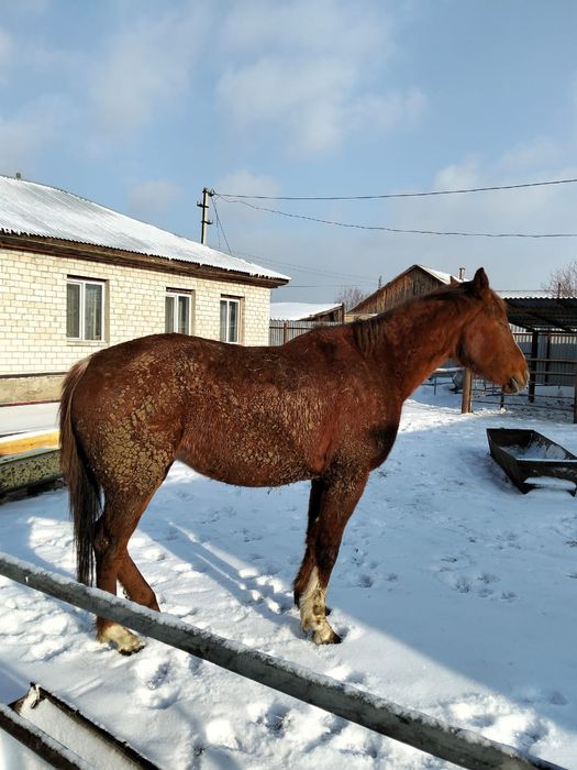 Таза қаңды байтал сатамын