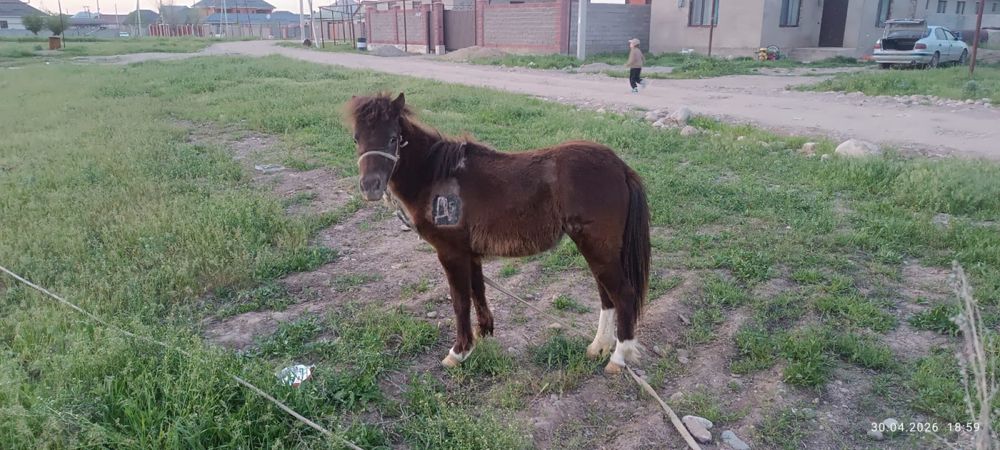 Пони,     Ат ,  Лошадь