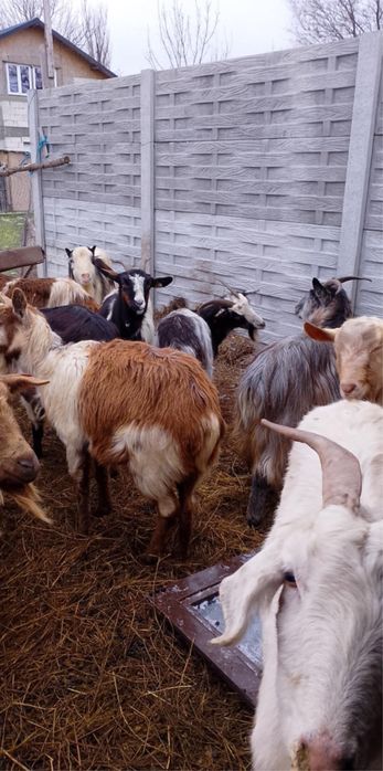 Disponible din 30 de bucati se vinde 10 pe ales