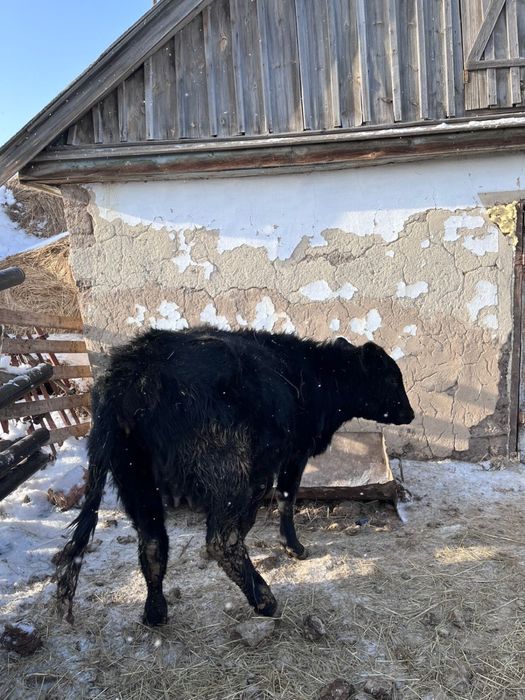 Продам телочек Ангус 7 голов, 3.5 млн