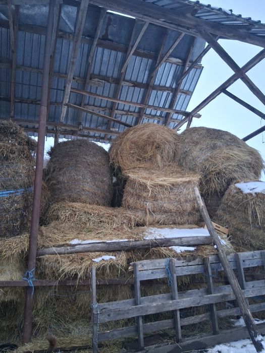 Vând balotat mari lusarna din vara adunata