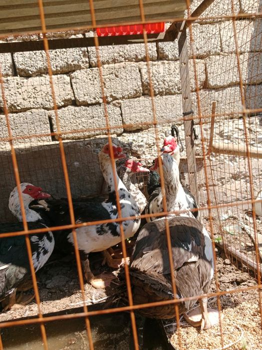 Продам селезней индоуток, г.Шымкент