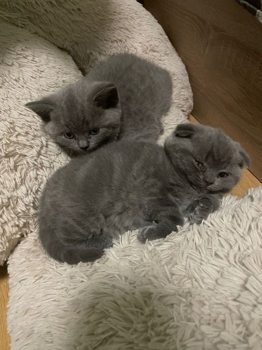 Малки сини британки/шотландки