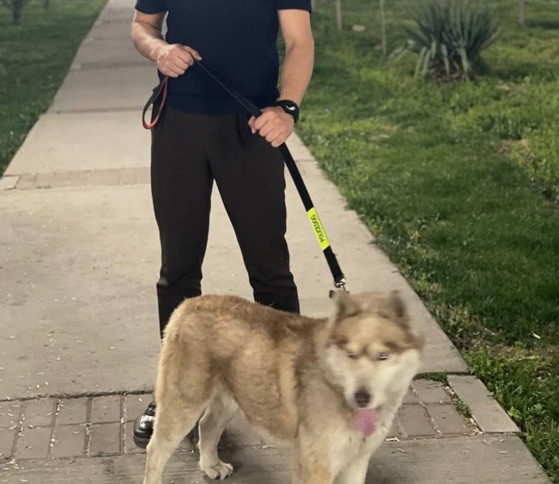 Хаски кучук сотилади