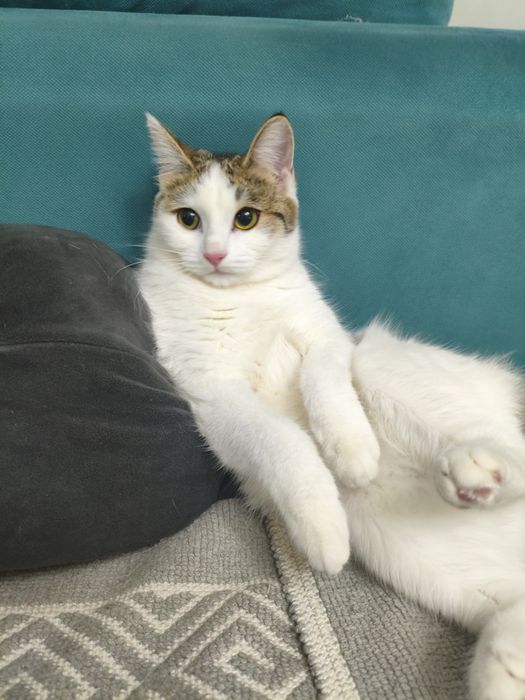 3 котик девочких