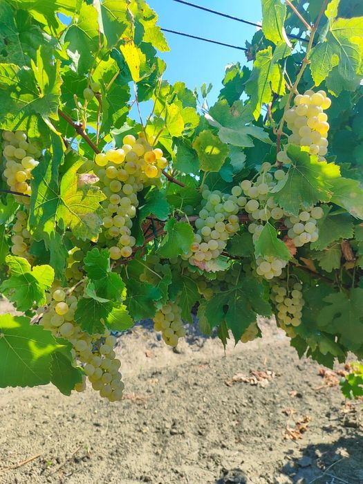 Struguri de vânzare pentru vin!