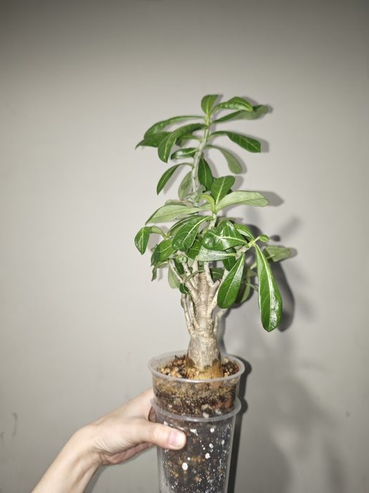 Адениумы взрослые