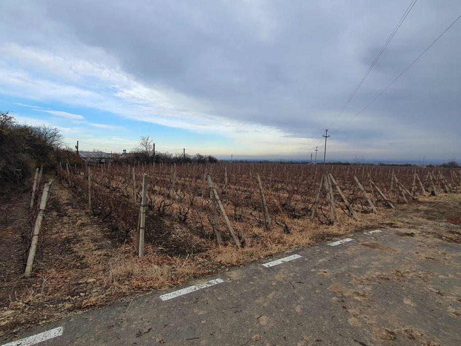 Teren vie Cotesti, Vrancea
