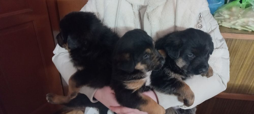 Отдам щенят в хорошие руки