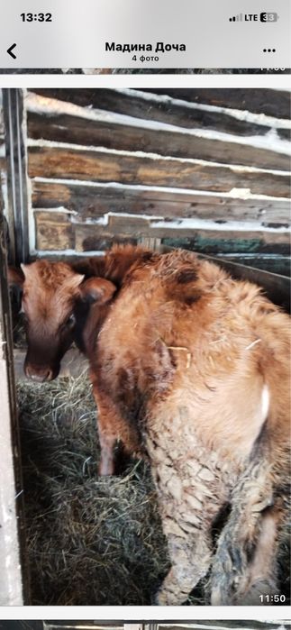 Продам телок . Возраст 10 мецев и 7  на доращивание . Продам телок на