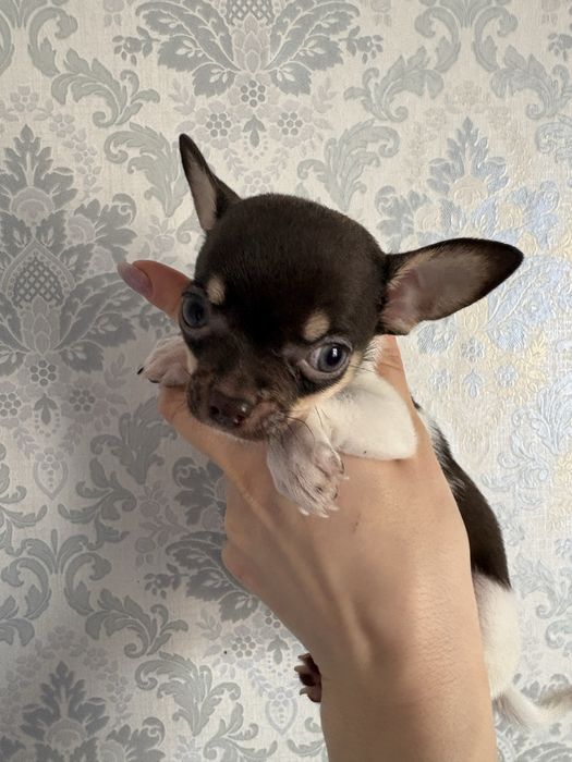 Продаются щенки чихуахуа