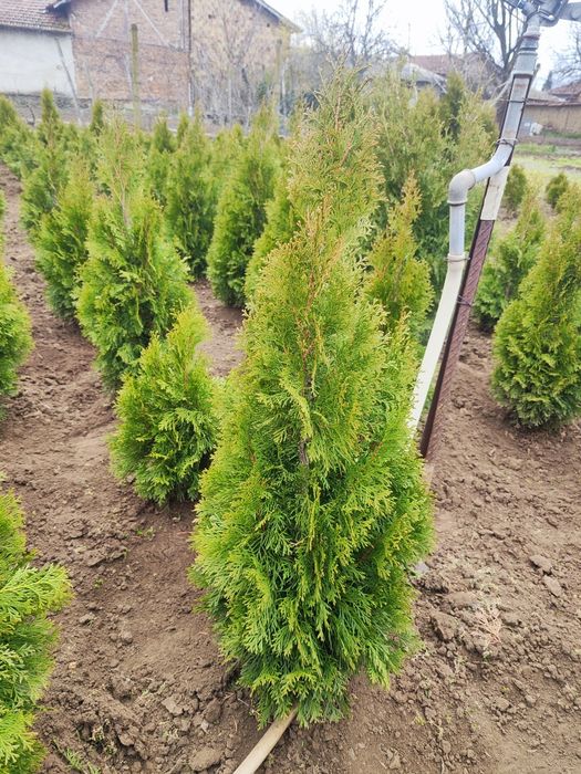 Туя Ауреа Нана , Лейланди , Смарагд !