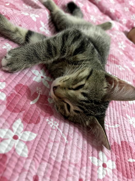 котенок в добрые руки
