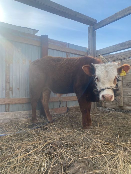 Акбас буқа сатылады