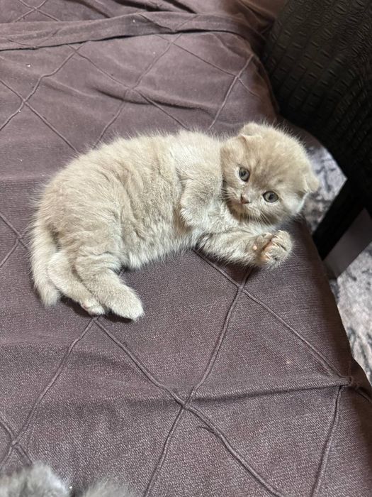 Котята скотиш фолд