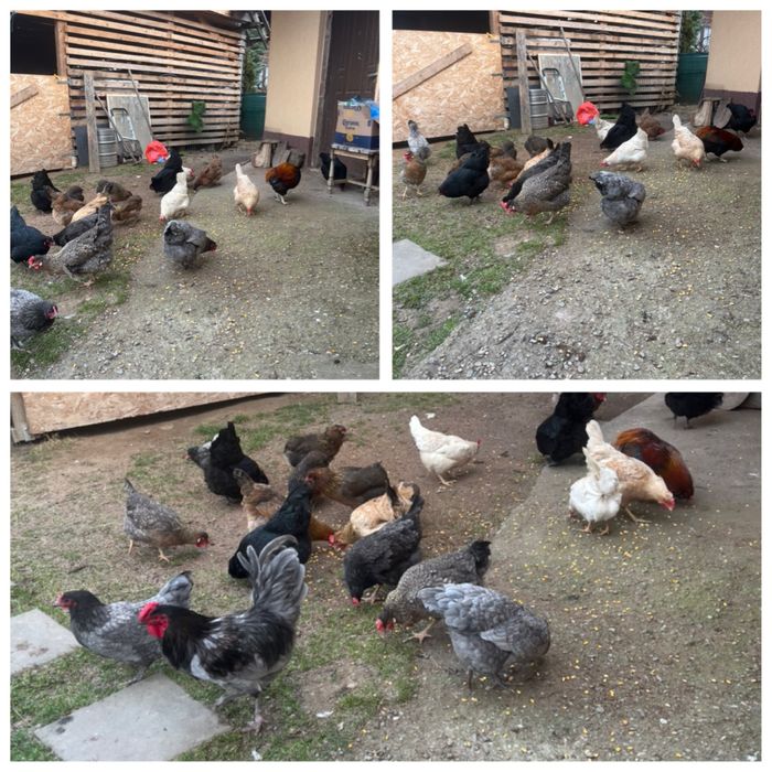 Vand oua curcubeu pentru incubat