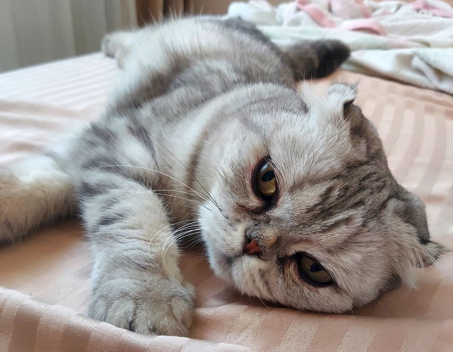 Шотландская кошечка ищет доброго хозяина!