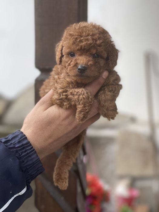 Пудел той мини ю