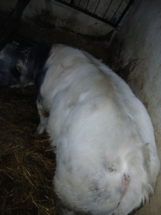 Tauras belgian super bun