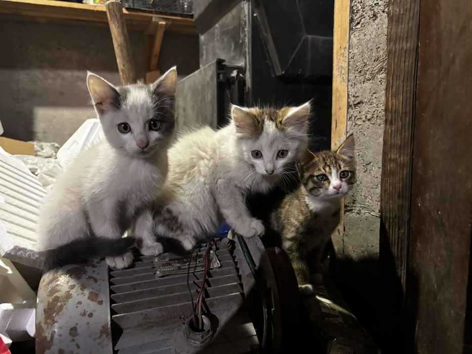 Котята бесплатно