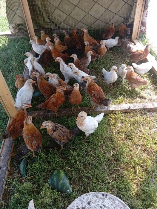 Продам цыплят домашних.