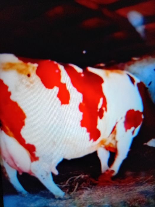 Vind vacă foarte frumoasă Bălțată românească germană