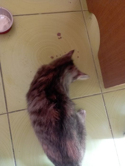 Котёнку срочно нужен дом