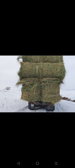 Сено жоношка урлон жоношка сатамын
