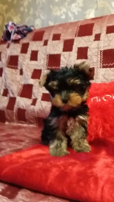 Очаровательные йоркширские щеночки.