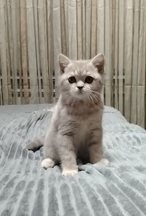 Девочка Скоттиш Страйт. Шоу класс!